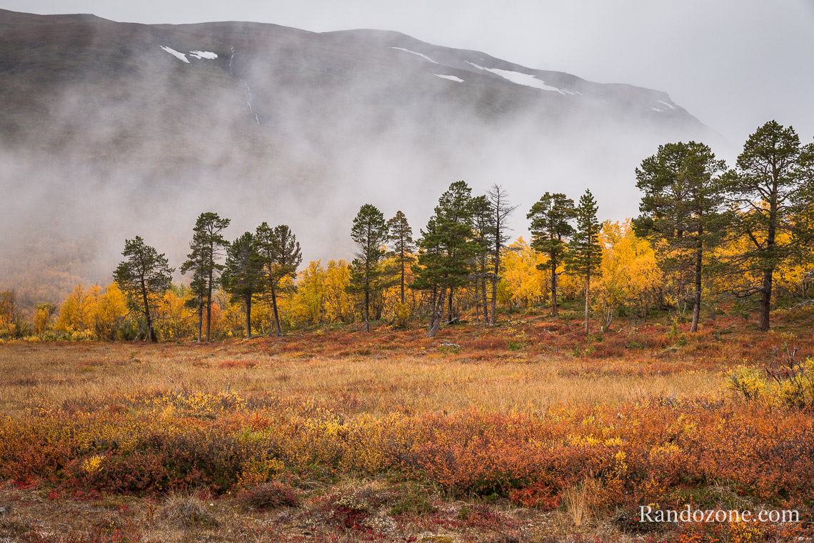 Brouillard dans le parc d'Abisko