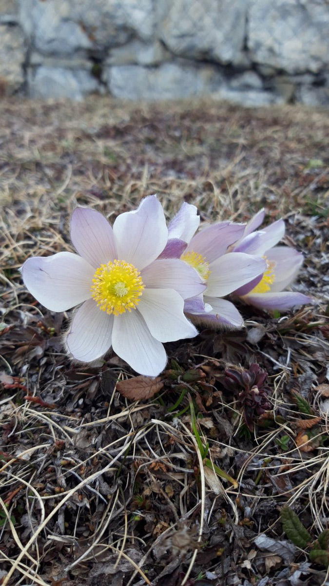 Anemone printaniere
