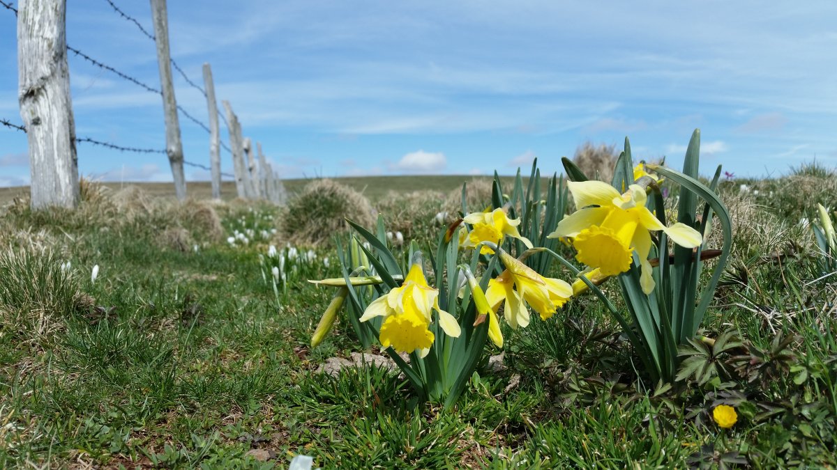 Le printemps renait dans le Parc Naturel d'Aubrac