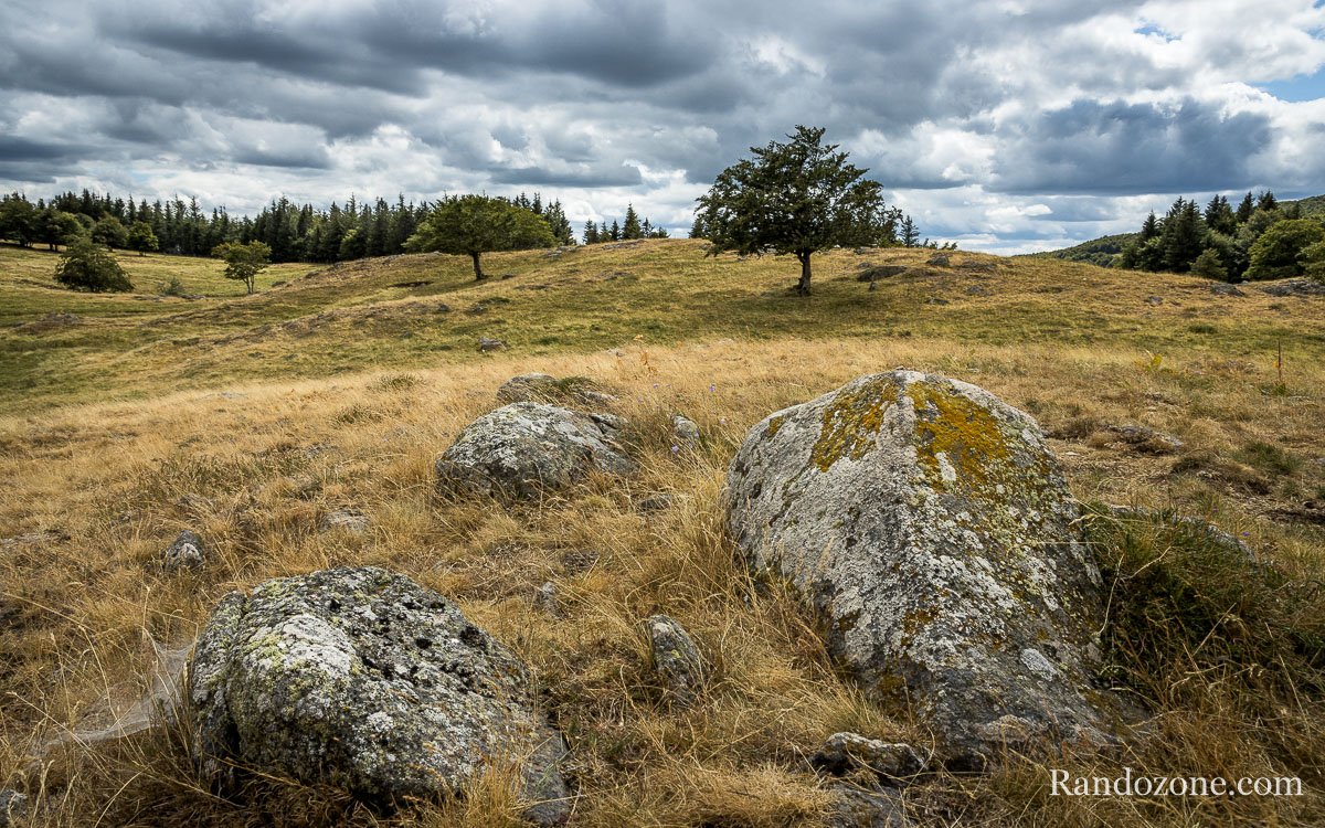 Aubrac en t