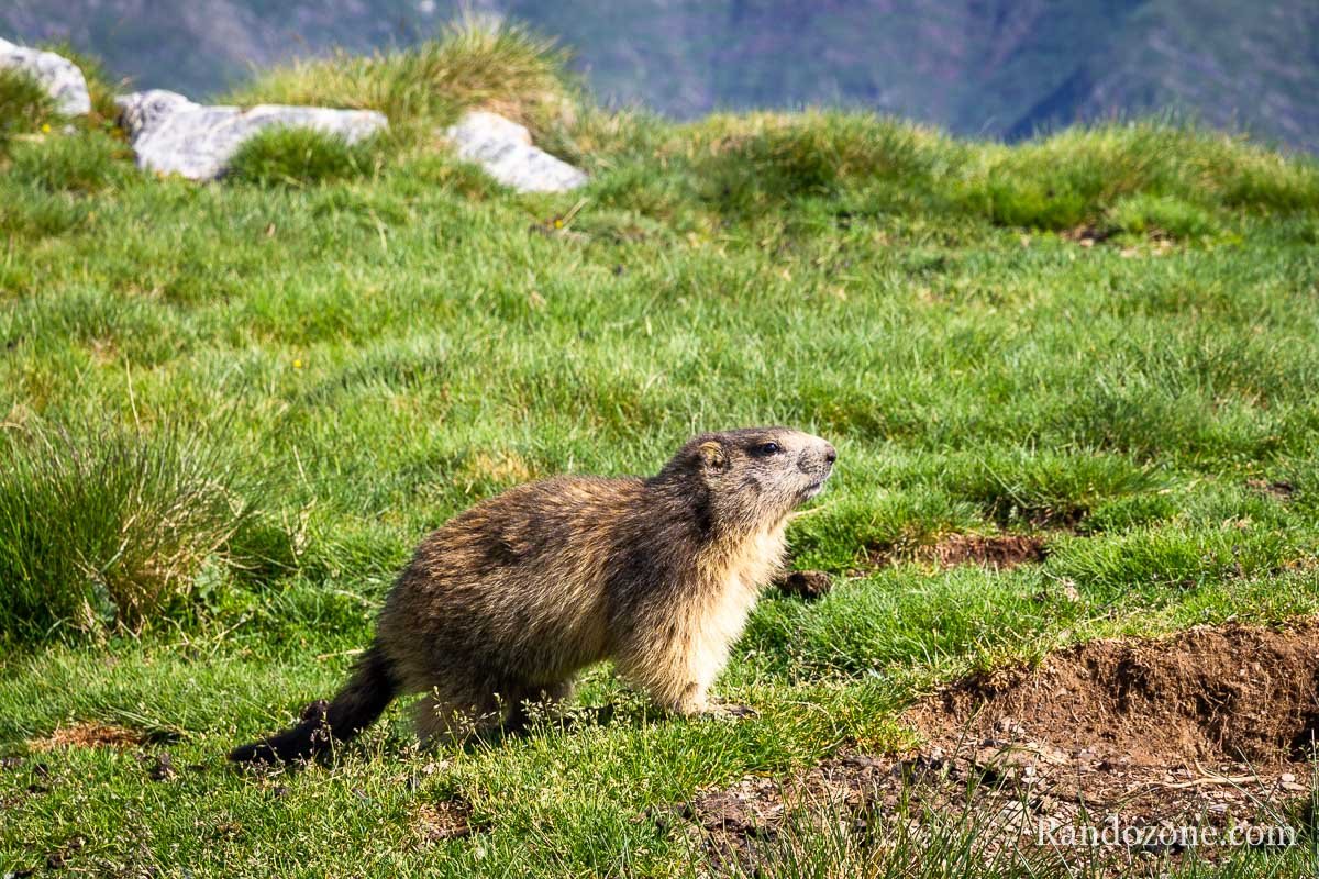 Une jeune marmotte vient nous voir