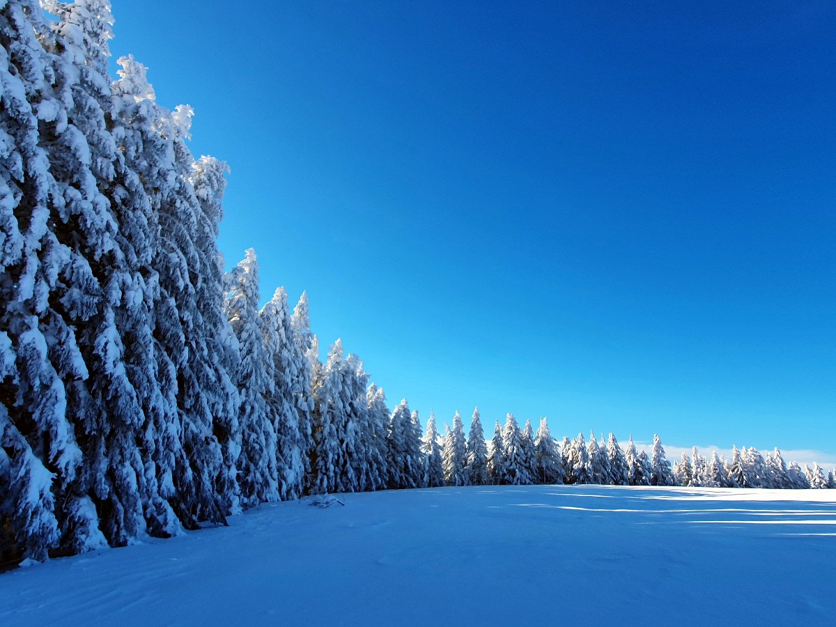 Petite pause pour admirer les sapins gels prs de la domerie d'Aubrac
