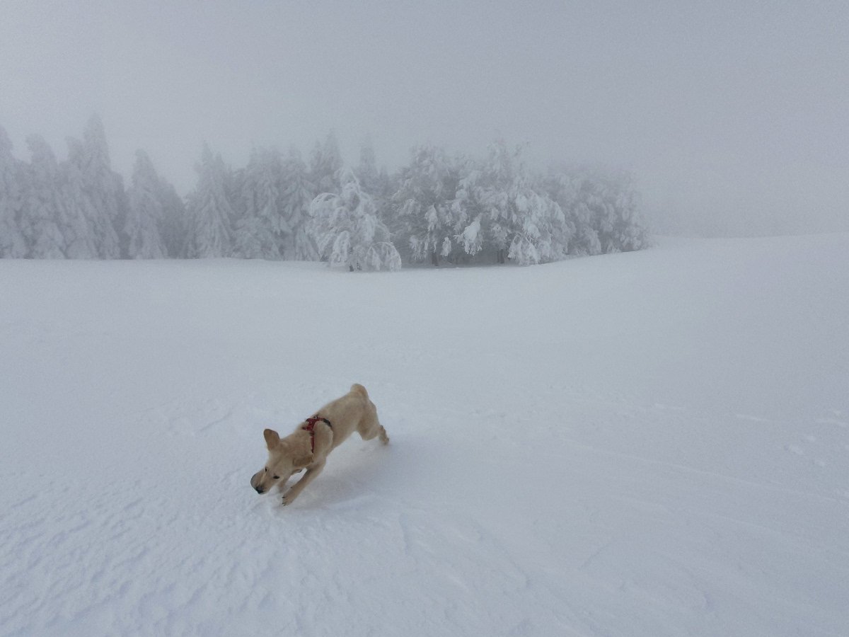 Mon chien qui court partout dans la neige
