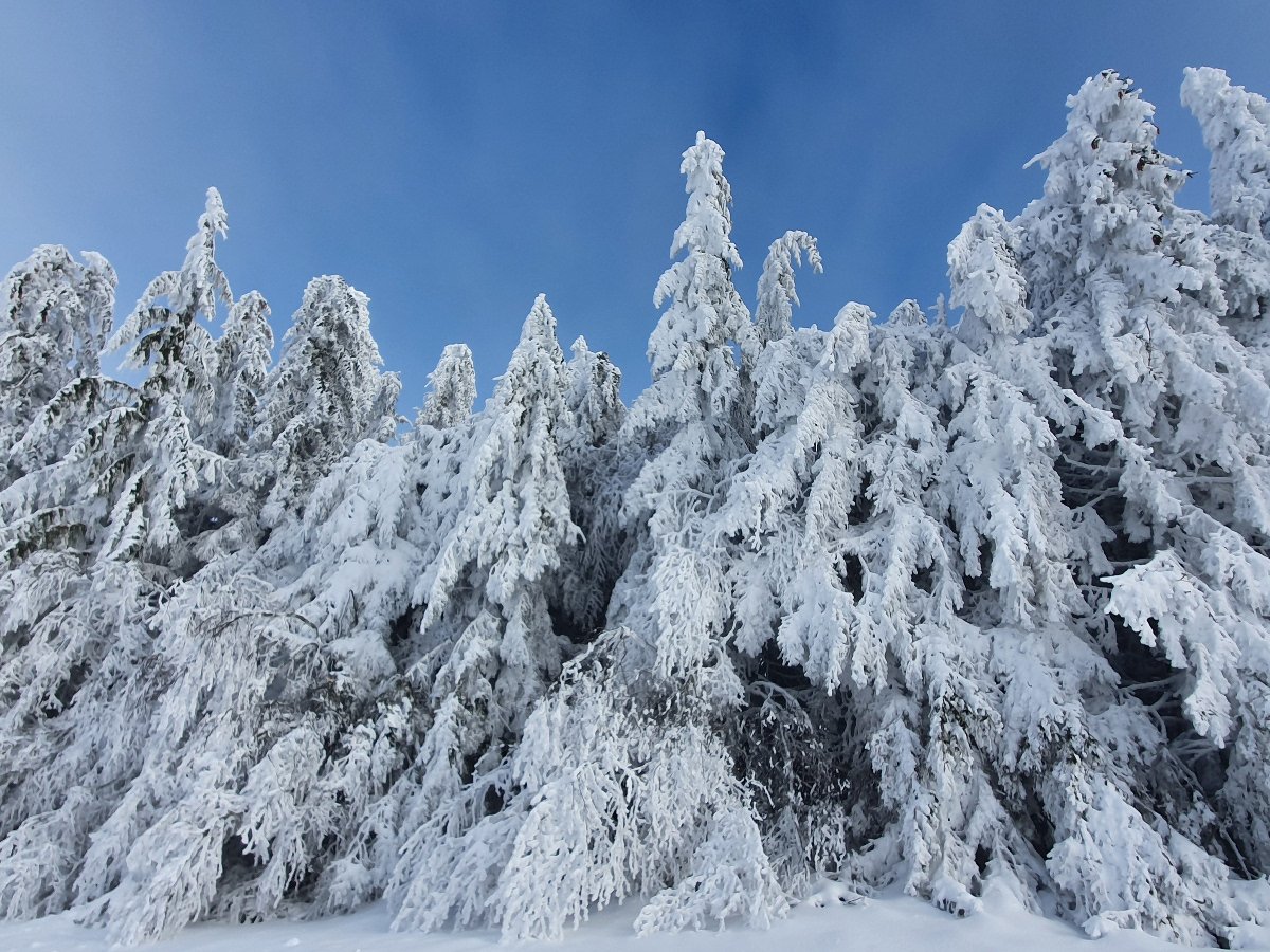 Les sapins crpis de neige en lisire