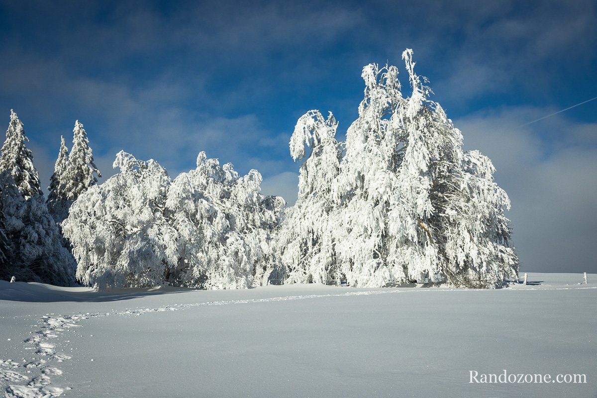 Les sapins sont recouverts de neige sur Aubrac