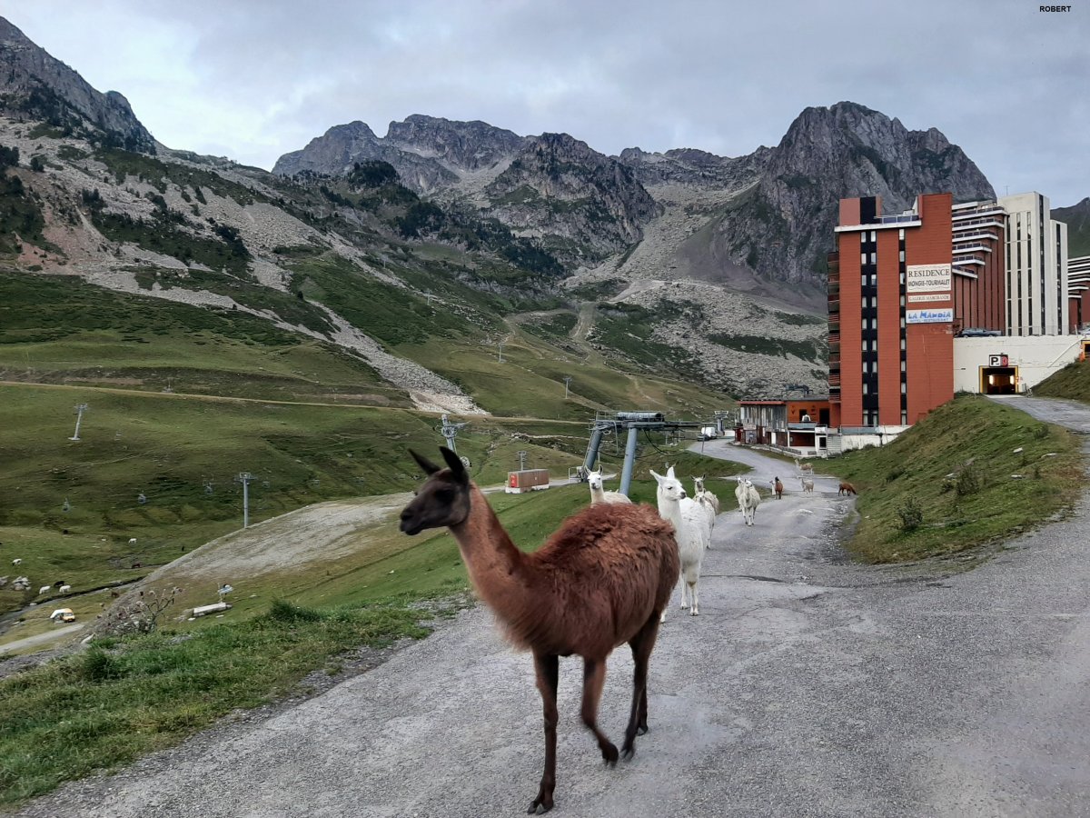 La(ma) Mongie Tourmalet