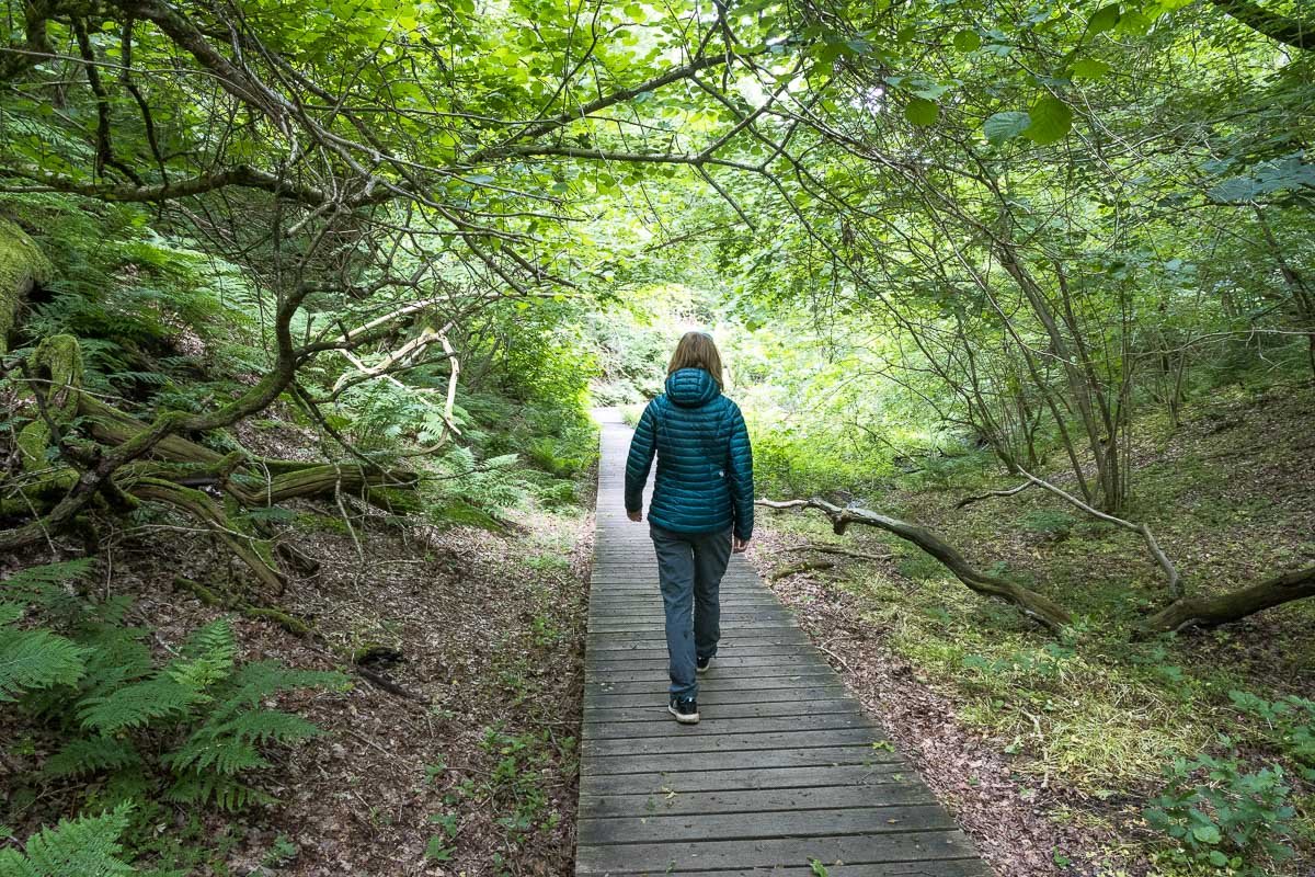 Randonnée dans la forêt au Danemark
