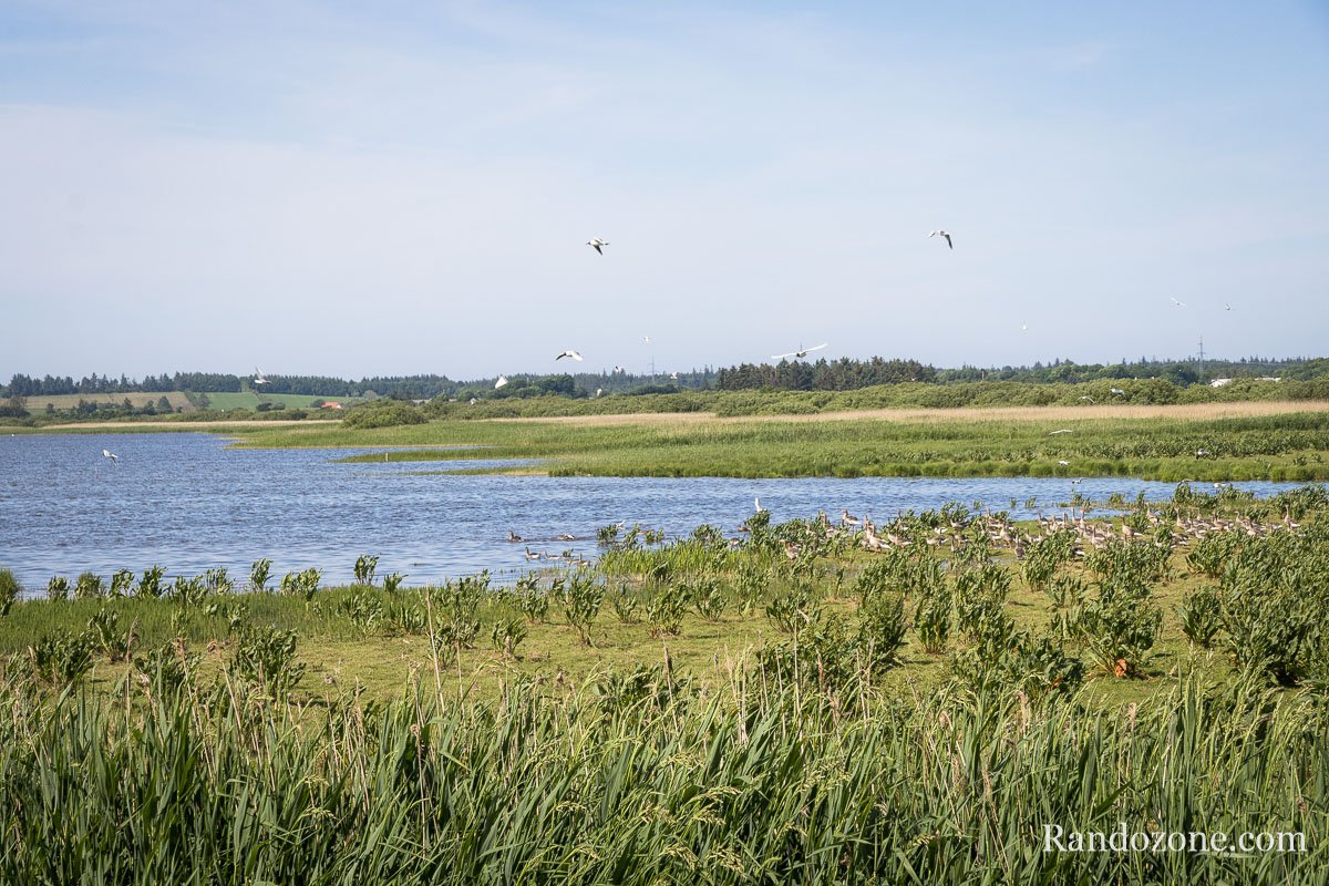 Les oiseaux sont l et on voit parfaitement les oies