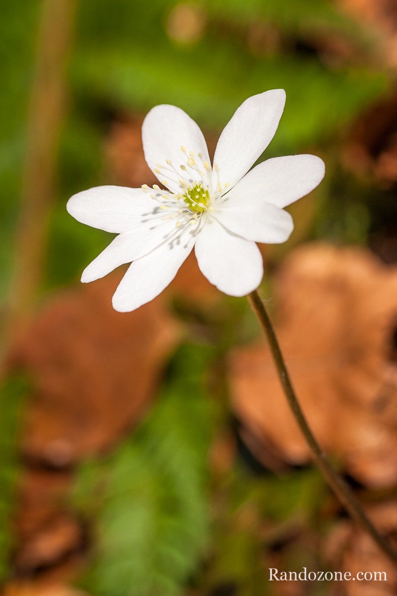 Hepatica nobilis