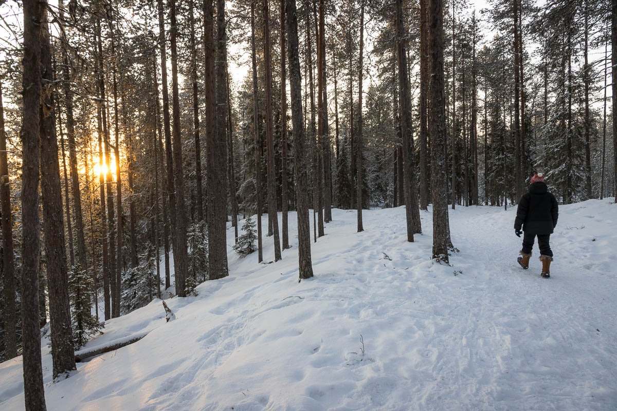 Soleil levant � travers les arbres