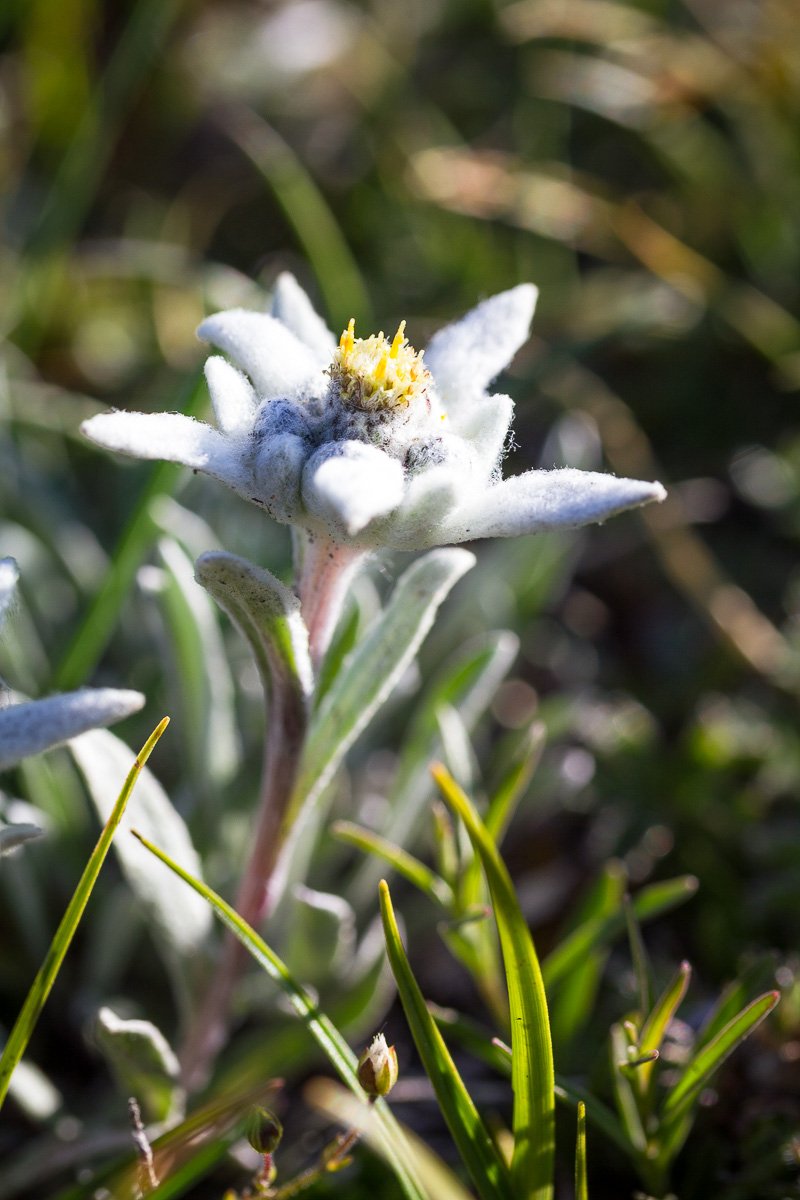Edelweiss près du lac Noir dans les Alpes