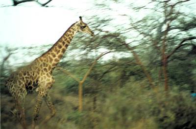 Sngal : Girafe au Sngal