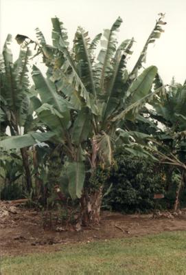 Guadeloupe : Guadeloupe