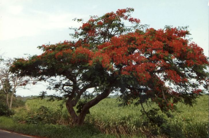 Guadeloupe : Guadeloupe