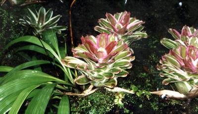 Martinique : Martinique