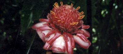 Martinique : Martinique