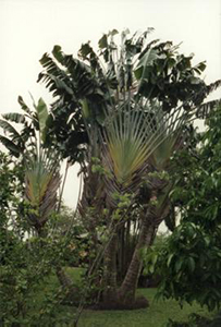 Guadeloupe