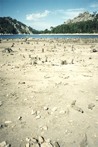 Lac de L'Ospédale et ses troncs coupés