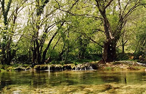 Forêt dans les Cévennes