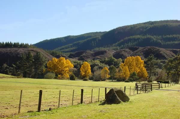 Nouvelle Z�lande : Arbres en automne