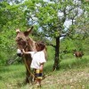 Randonne avec un ne dans les Cvennes