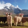 Lamas devant Ausangate au Prou